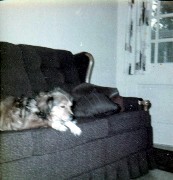 Lady (dog)